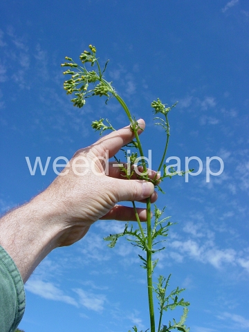 groundsel, woodland